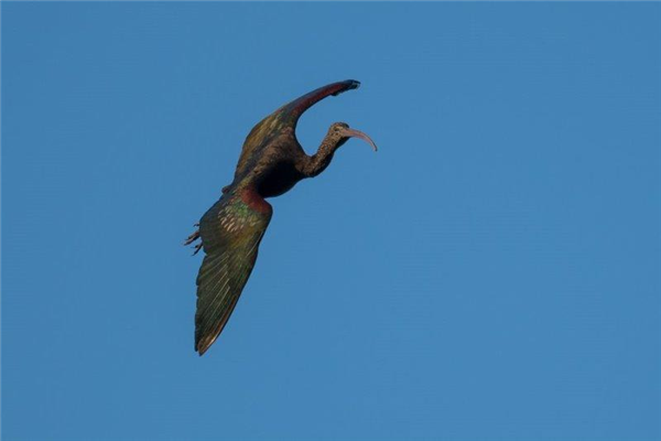 Glossy Ibis