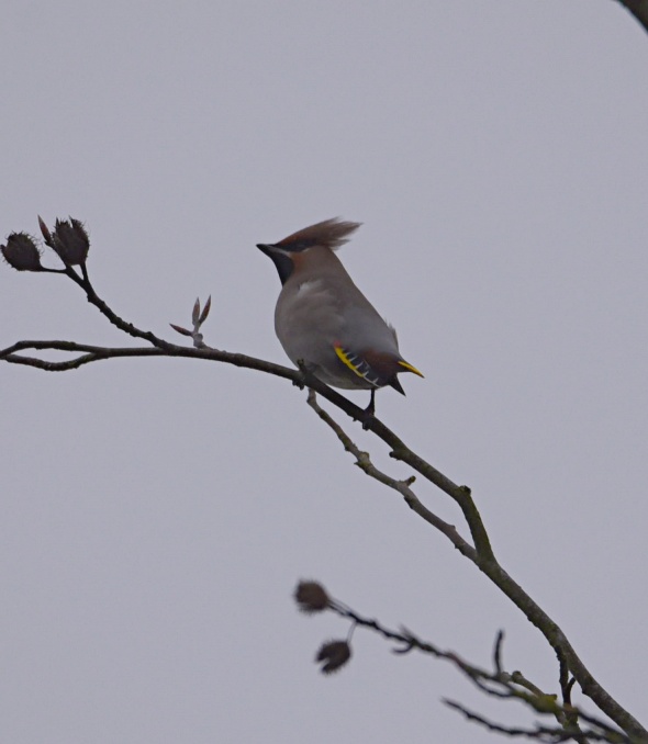 Waxwing