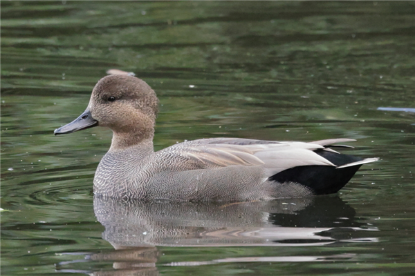 Gadwall