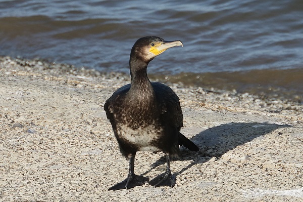 Cormorant