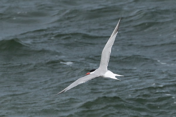 Common Tern