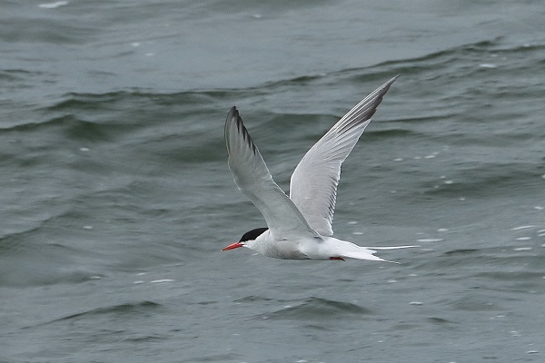 Common Tern