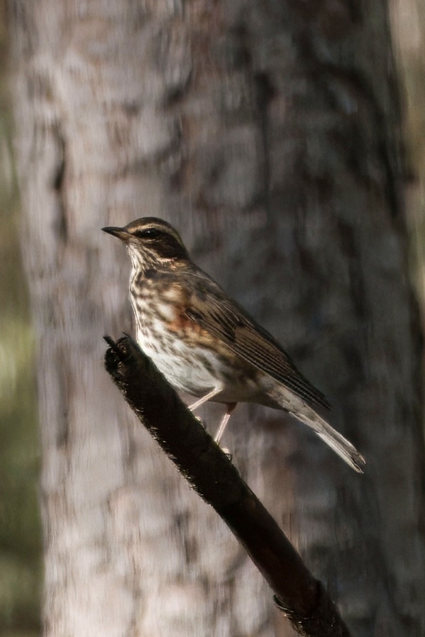 Redwing