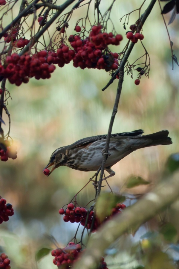 Redwing