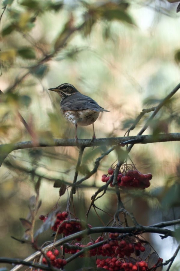 Redwing