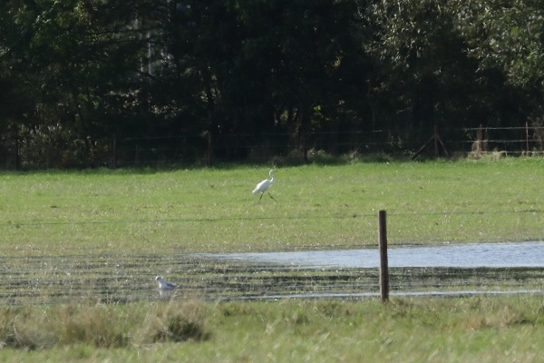 Great White Egret