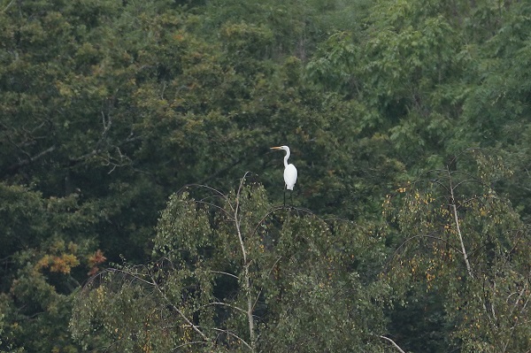 Great White Egret