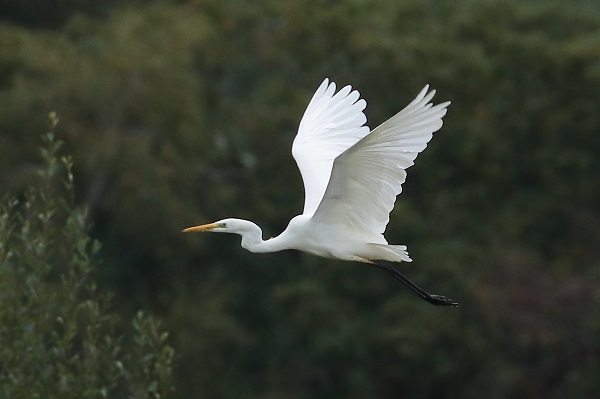 Great White Egret