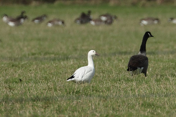 Snow Goose