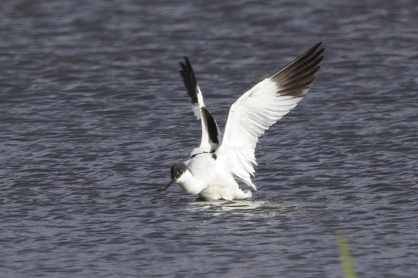 Avocet