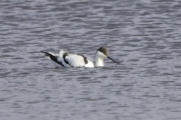 Avocet