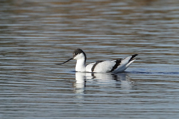 Avocet