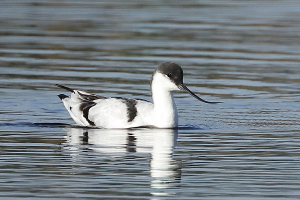 Avocet