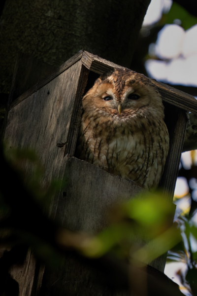 Tawny Owl