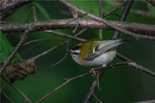 Firecrest