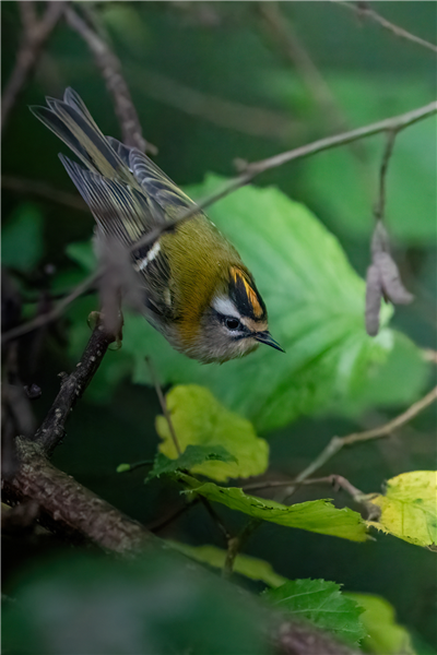 Firecrest