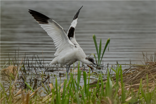 Avocet