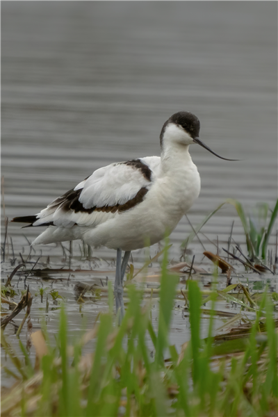 Avocet