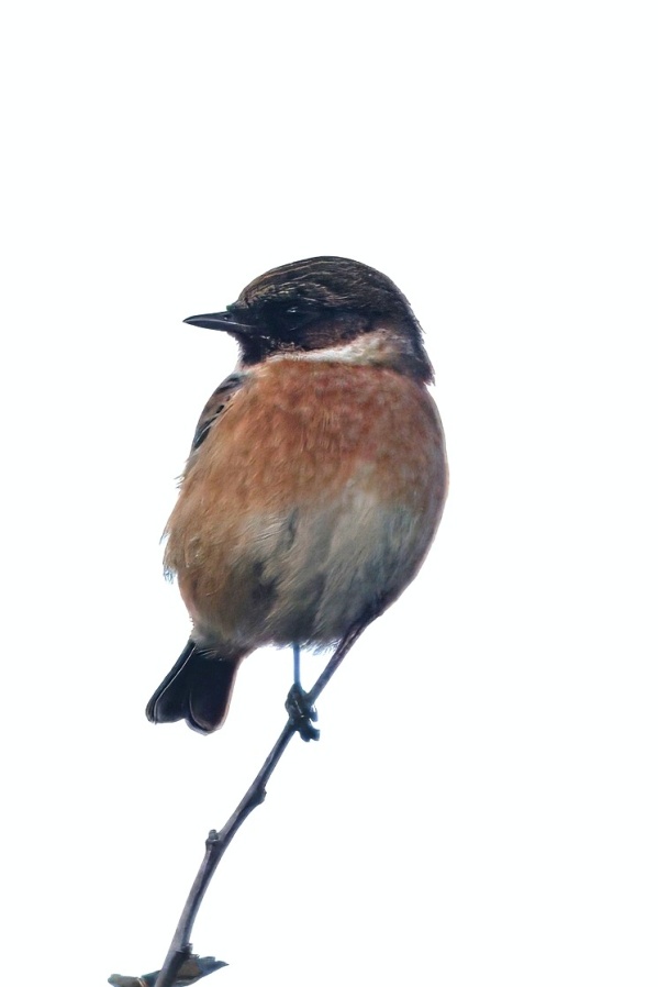 Stonechat