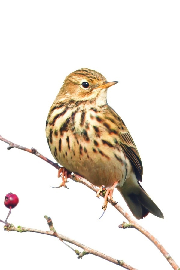 Meadow Pipit