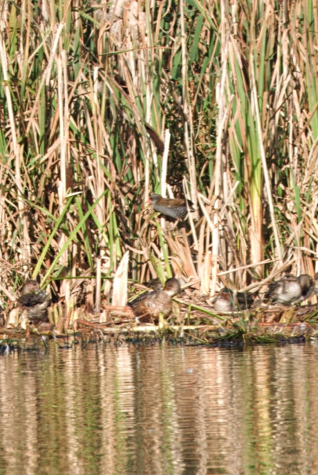 Water Rail