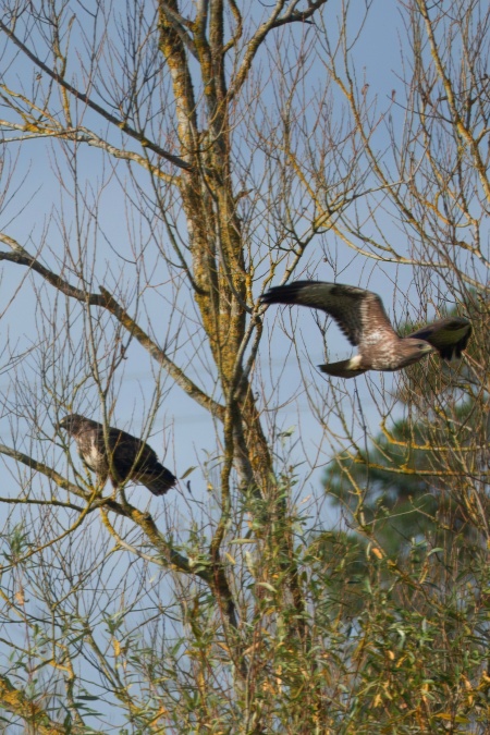 Buzzard