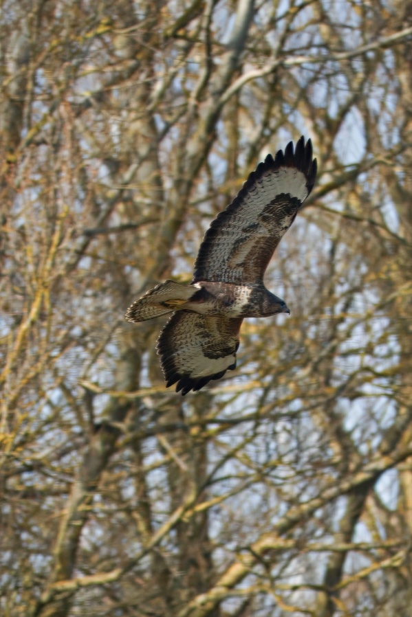 Buzzard