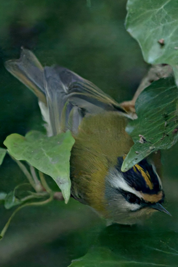 Firecrest