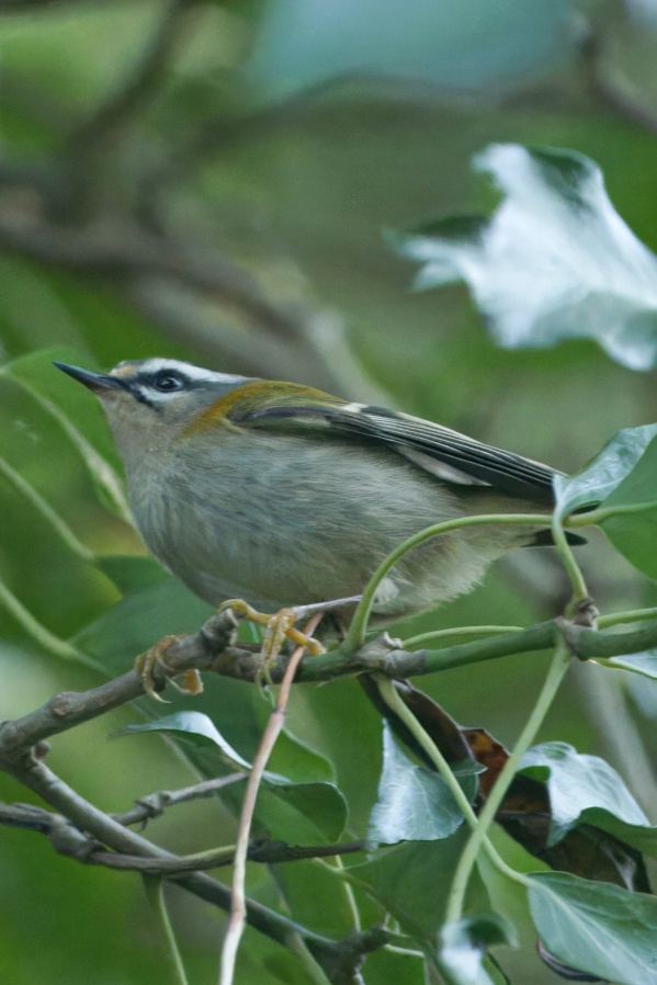 Firecrest