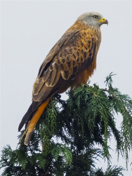 Red Kite