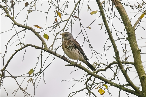 Fieldfare