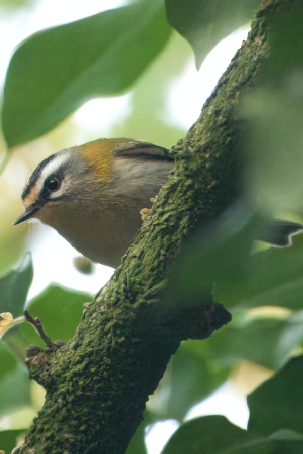 Firecrest