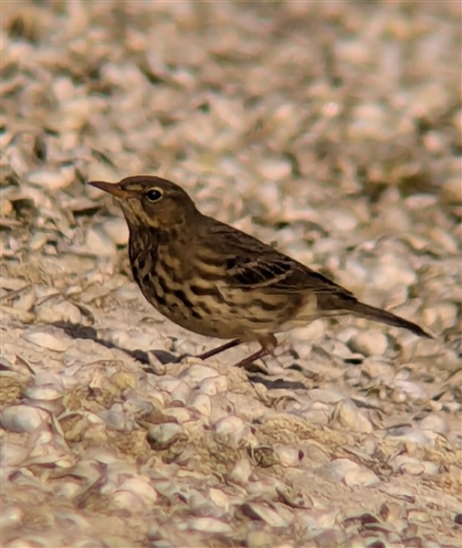 Rock Pipit