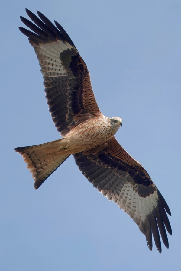 Red Kite