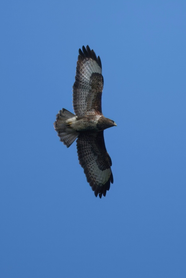 Buzzard