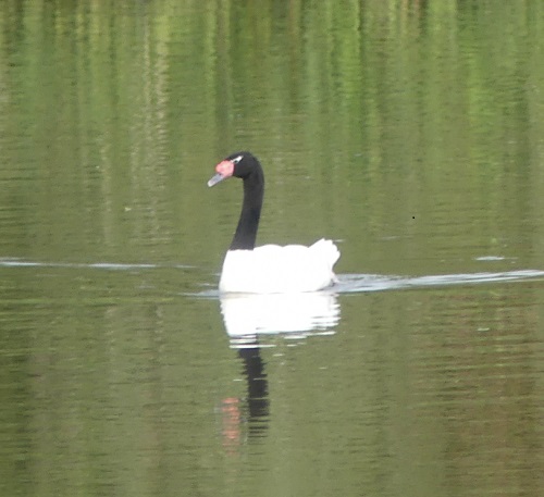 Black-necked Swan