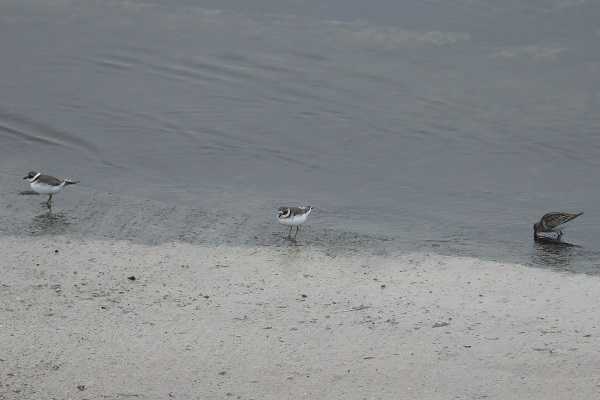 Ringed Plover