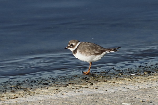 Ringed Plover