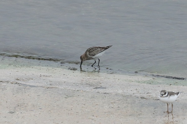 Dunlin