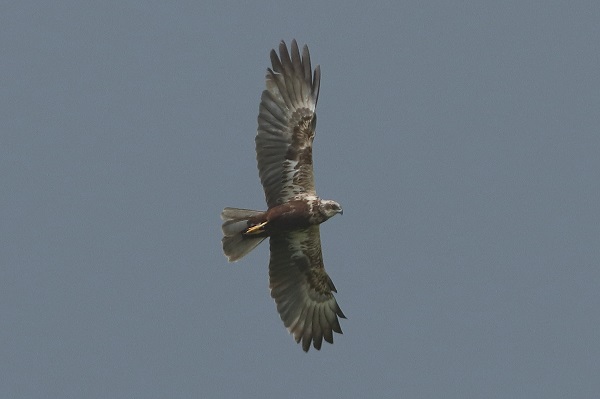 Marsh Harrier