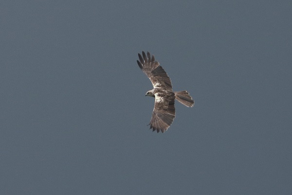 Marsh Harrier