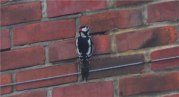 Great Spotted Woodpecker