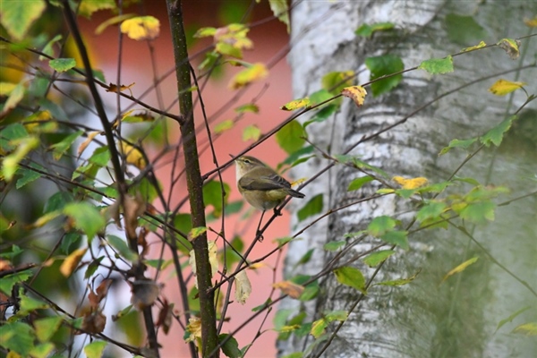 Chiffchaff