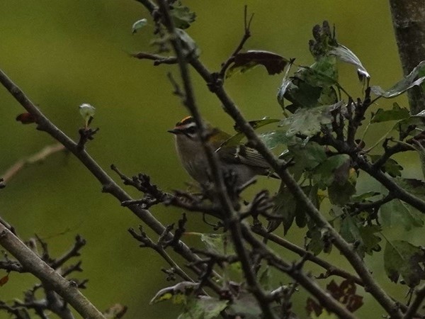 Firecrest