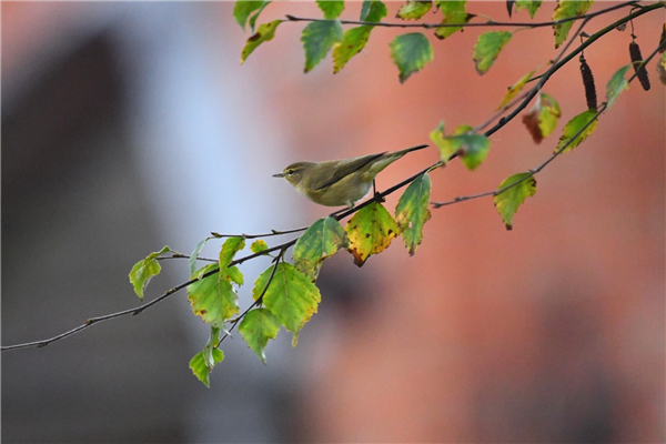 Chiffchaff