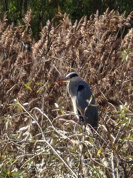 Grey Heron