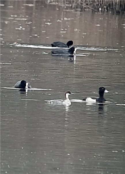 Smew