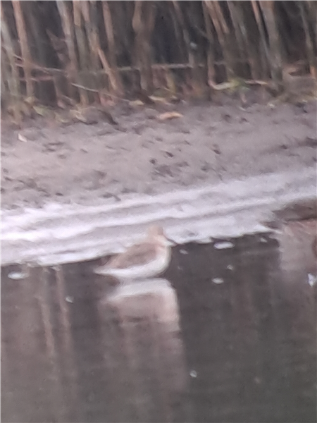 Dunlin