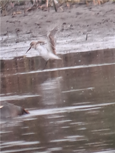 Dunlin