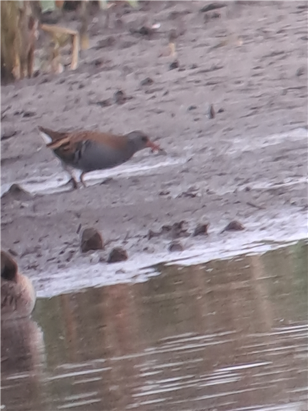 Water Rail